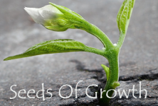 Charity Greeting Cards & Greeting Ecards for Seeds Of Growth
